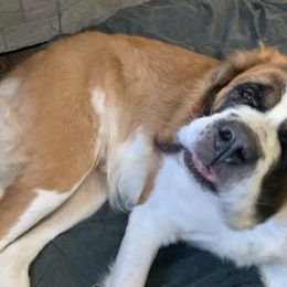Saint Bernards from Strahan Saints in Montana