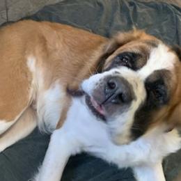 Saint Bernards from Strahan Saints in Montana
