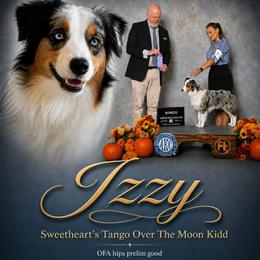 Izzy - Miniature Australian Shepherd