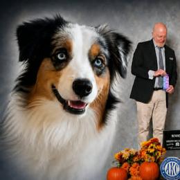 Izzy - Miniature Australian Shepherd