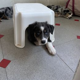 Australian Shepherd Puppies from BarberHof’s  Australian Shepherds