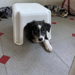 Australian Shepherd Puppies from BarberHof’s  Australian Shepherds