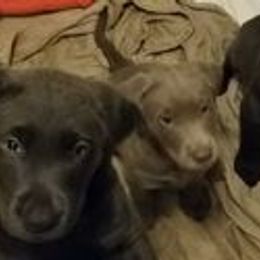 Dilute Retrievers from Santelli Silvers