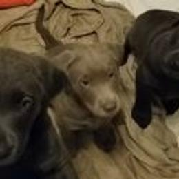Dilute Retrievers from Santelli Silvers