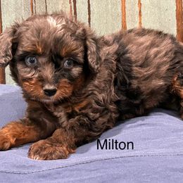 Milton - Blue merle male Aussiedoodle puppy in Winnsboro, Texas from Happy Hollow Ranch