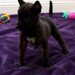 Dark mask brindle female - Fawn sable female Belgian Malinois puppy in Dallas, Texas from RoyalHaus Malinois