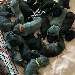 Neapolitan Mastiff Puppies from Battle Born Neos