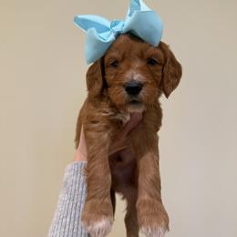 MANGO - Apricot male Goldendoodle puppy in Independence, Oregon from Ankeny Doodles