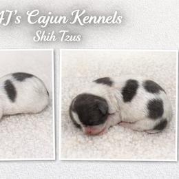 Blue Parti Female - Blue and white female Shih Tzu puppy in Eunice, Louisiana from 4J's Cajun Kennels