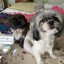 Shih Tzu Puppies from Margaret Szegda