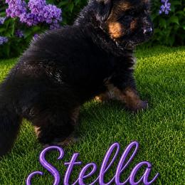 Stella - Black and red female German Shepherd puppy in Lake Ann, Michigan from Furman German Shepherds