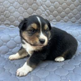 Echo - Black tri male Miniature Australian Shepherd puppy in Lebanon, Oregon from Two Pines Mini Aussies