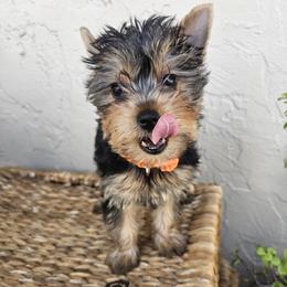 Mrs. Orange - Black and gold female Yorkshire Terrier puppy in Tamarac, Florida from Yorkiefamily