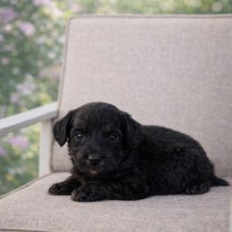 Green collar - Black tri-color male Aussiedoodle puppy in Fairmount, Georgia from Muscadine Meadows Farm