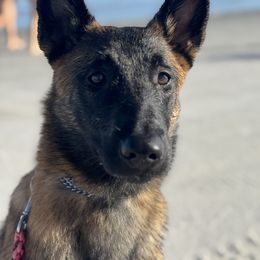 Belgian Malinois Puppies from Fromage Malinois