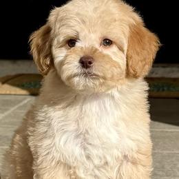 Goldendoodles and Poodles from Goldendoodles & Poodles of San Diego
