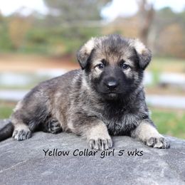 Yellow Collar - Sable female German Shepherd puppy in Elkmont, Alabama from Oakmont Shepherds
