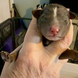 Unnamed at this time - Blue merle male Bernedoodle puppy in Wellsville, Kansas from Fancy Farm Manor Doodles