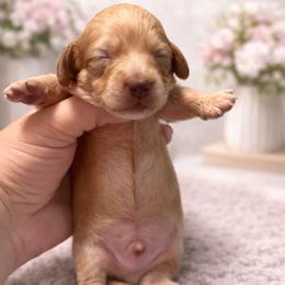 Rhett - 3000 - Chocolate based shaded cream - Cream male Dachshund puppy in Biloxi, Mississippi from Southern Doxies Ms