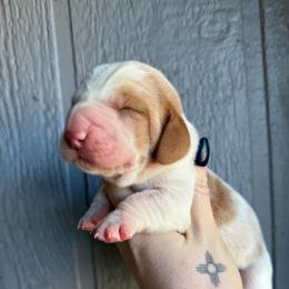 Cassie - Lemon and white female Basset Hound puppy in New Mexico from Long Dog Ranch