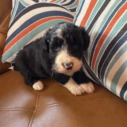 Falcon - White and black male Bordoodle puppy in Winnsboro, Texas from Pecan Grove Pups