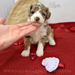Elsa - Chocolate merle female Bernedoodle puppy in Owasso, Oklahoma from Kallams Bernedoodles & Bernese Mountain Dogs