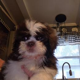 Teddy - Liver and white male Shih Tzu puppy in Cook County, Illinois from My Tzu Crew