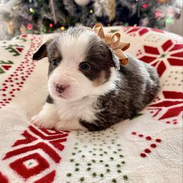 Gravy - Blue male Pembroke Welsh Corgi puppy in Norman, Oklahoma from Charm Farm Corgis