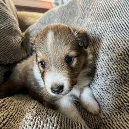 Snickers - Sable and white male Shetland Sheepdog puppy in Kerville, Texas from Cedar Hill Kennels