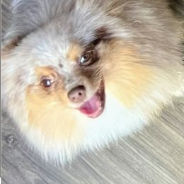 Fhylli - Pomeranian