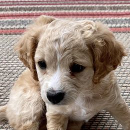 Cavachons from Chasing the Texas Skye