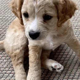 Cavachons from Chasing the Texas Skye