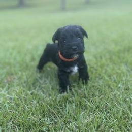 Miniature Schnauzer Puppies from Rebecca LeBoeuf