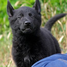German Shepherd Puppies from Vom Anfang German Shepherds