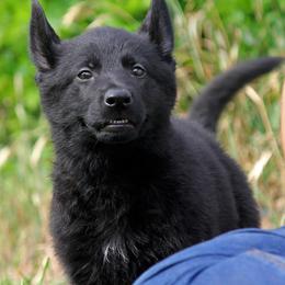 German Shepherd Puppies from Vom Anfang German Shepherds