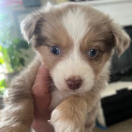 Rocco - Australian Shepherd puppy from Perfect Companion Aussie's
