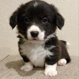 Midnight - Black and white female American Corgi puppy in Temple, Texas from Silver Moon Cardigan and American Corgis