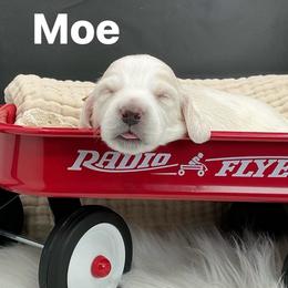 Moe - Cream male Dachshund puppy in Saginaw, Texas from Saginaw Dachshunds