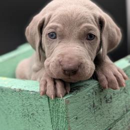 Calhoun - Silver gray male Weimaraner puppy in Evart, Michigan from Drehbar Weimaraners