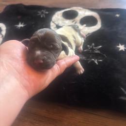 Haley - Female 2 - Liver and white female German Shorthaired Pointer puppy in Conroe, Texas from Third Coast Pointers