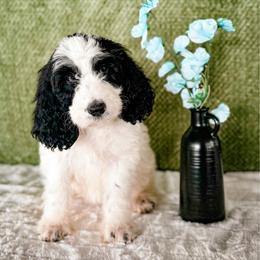 Lily - Parti female Labradoodle puppy in Elizabeth City, North Carolina from Howdy Doodles