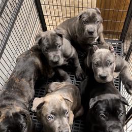 Cane Corso Puppies from Arcana Cane Corso