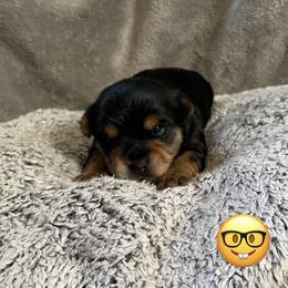 Leo - Black and tan male Yorkshire Terrier puppy in Taylorsville, North Carolina from Mountain Top Hot Tailz