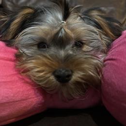 Storne - Blue and gold female Yorkshire Terrier puppy in Riverside, California from Playful teacups Yorkshire