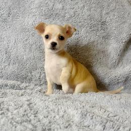 Pending - Cream and white female Chihuahua puppy in Helena, Alabama from HaloHavenChihuahuas