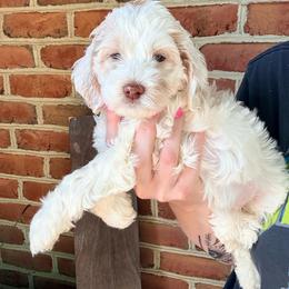 Adelyn (mint) - Cream female Cockapoo puppy in Denver, Pennsylvania from Greenview Puppies