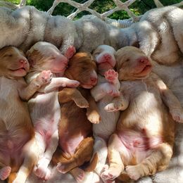 Goldendoodle Puppies from Music City Goldendoodles