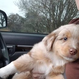 Miniature Australian Shepherd Puppies from Pistol and Pearl's Mini Aussies