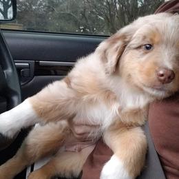 Miniature Australian Shepherd Puppies from Pistol and Pearl's Mini Aussies