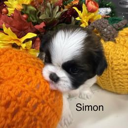 Simon - Black and white male Shih Tzu puppy in Conway, Missouri from Hillside Loop Kennel LLC